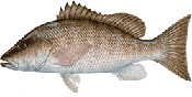 Mangrove Snapper illustrated by Duane Raver
